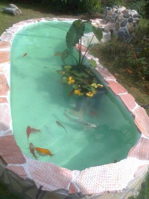 bassin-jardin